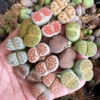 ราคา ไลทอปแฝดคละสายพันธุ์ Lithops mix (ส่งทั้งกระถาง) (54263872334)