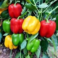 ราคา พริกยักษ์หวาน คละสี เมล็ดพริกยักษ์หวาน100 เมล็ด ปลูกง่าย โตไว ผลดก Colorful Bell Pepper Seeds [ 10 เเถม 1 คละได้ ] (47562759669)