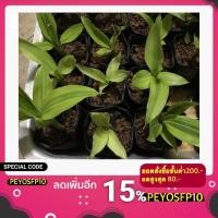 ราคา ไผ่กวนอิมทอง ต้นไผ่กวนอิมทอง พร้อมปลูก (4344811550)
