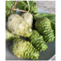 ราคา เมล็ดพันธ์ุลูกยอไทยบรรจุ 50 เมล็ด (43116098335)