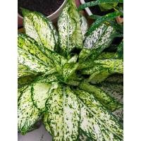ราคา ต้นเศรษฐีเรือนทอง (Dumbcane หรือ Leopard Lily) (23964312393)