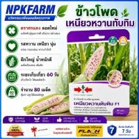 ราคา ศรแดง ข้าวโพด เหนียวหวานทับทิม [ จำนวน 80 เมล็ด ] หมดอายุ 08/01/2570 มี 3 สี ขาว ทับทิม ม่วง (26026242352)
