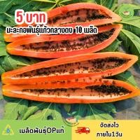 ราคา ราคาถูกที่สุด เมล็ดมะละกอแก้วกลางดง 10 เมล็ด (29170317678)