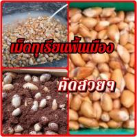 ราคา เม็ดทุเรียนบ้านเมล็ดทุเรียนพื้นเมือง1กิโล (9086363470)