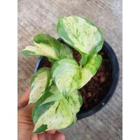 ราคา พลูด่างอินเดีย, พลูแอปเปิ้ล จัดส่งยกกระถาง (4127923675)
