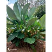 ราคา ต้นคล้าซิการ์ (ถอนตัดใบล้างราก) Calathea (Aublet) G. Meyer ต้นคล้า คล้า (22339465079)