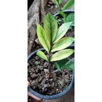 ราคา ✨✨ ต้นกวักมรกตด่าง ไม้มงคล Zamioculcas zamifolia ต้นกวักมรกต ไม้ฟอกอากาศภายในบ้าน ด่างสวย ฟอร์มสวย จะช่วยเสริมโชคลาภ (4986289899)
