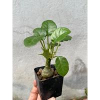 ราคา มะพร้าวทะเลทรายใบกลม (Dorstenia Crispa) (40005522446)