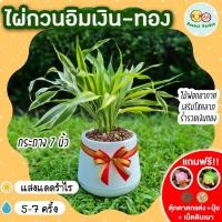 ราคา ไผ่กวนอิมเงิน-ทอง กระถาง 7 นิ้ว [แถมฟรี! เม็ดดินเผา + ปุ๋ย + ตุ๊กตาตกแต่ง] ไม้มงคลนำโชค ไม้ฟอกอากาศ ต้นไม้น้ำ ไม้มงคล (21225134703)