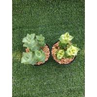 ราคา ต้นคลาสซูล่า Perforata [Crassula Perforata ] ไม้ในกระถาง2" (42350470225)