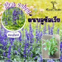 ราคา F624 บลูซัลเวีย Blue salvai ดอกสีม่วง แบบถุง 5 นิ้ว ไม้ประดับแ่งสวน (18194259941)