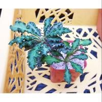ราคา ยูโฟเบีย ไดโนเสาร์ ใบหยัก (3) Euphorbia (2662876626)