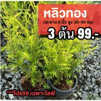 ราคา ต้นหลิวทอง (ชุด3ต้น) สูง20-30เซนติเมตร (57062037554)