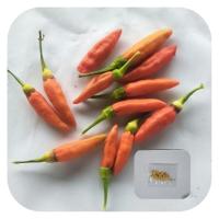 ราคา เมล็ดพันธุ์พริกระเหรี่ยง100เมล็ด (10646319787)