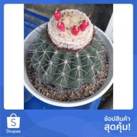 ราคา Cake Cactus Farm กระบองเพชร Melocactus curvispinus เมโลแคคตัส เคอร์วิสไปนัส (5535426196)