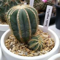 ราคา กลีบมะเฟือง กระบองเพชร แคคตัส Cactus (7389149585)