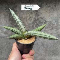 ราคา ต้นลิ้นมังกร Sansevieria Tony (42172408845)