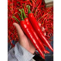 ราคา เมล็ดพันธุ์พริกหยวกแดง 100 เมล็ด | ปลูกเพื่อขายง่ายๆ ผลผลิตสูง สีแดงสดขายดี ปลูกไม่ยาก ได้กำไรงาม (57153385001)