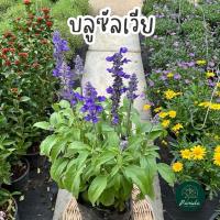 ราคา บลูซัลเวีย ดอกไม้กินได้ ถุงขนาด 4*8 (26423951918)