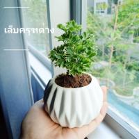 ราคา เล็บครุฑด่าง #ไม้มงคล #เล็บครุฑ (6224579302)