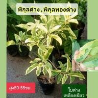 ราคา ต้นพิกุลด่าง,พิกุลทองด่างใบด่างเหลืองเขียวสูง50-55ซมแบบปักชำ (26080915067)