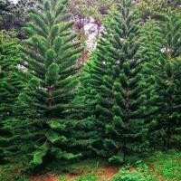 ราคา 5 เมล็ด สนฉัตร Norfolk Island pine (41522564365)