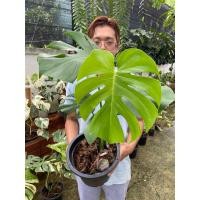 ราคา มอนสเตอร่าไจแอนท์กลาย (Monstera Giant Variegated) คือการกลายพันธุ์ของต้นมอนสเตอร่า เดลิซิโอซ่า (16913344020)