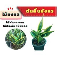ราคา ต้นลิ้นมังกรทอง (Sansevieria Laurentii) ไม้ฟอกอากาศ ไม้ประดับ ฟอร์มกอ ส่งทั้งกระถาง 8 นิ้ว (42159081538)