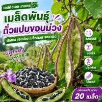 ราคา เมล็ดถั่วลันเตาสดใหม่ ขอบสีม่วงเด่น 20เมล็ด ต้านโรค ไม่แคระง่าย (44331668487)