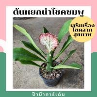 ราคา ต้นหยกนำโชคชมพู มาพร้อมกระถาง ต้นส้มเช้า ต้นหยกมงคล ไม้แดด (6680190943)