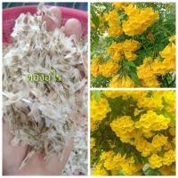 ราคา ทองอุไร 500 เมล็ดราคา 50 บาท(ทองอุไรสีเหลือง) (25026953148)