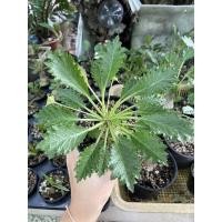 ราคา ต้นมะพร้าวทะเลทรายฮอวูด แคตตัส มะพร้าวทะเลทราย Dorstenia horwoodii แคคตัส กระบองเพชร cactus&succulent (14488017489)