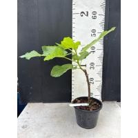 ราคา มะเดื่อฝรั่ง Fig พันธุ์ Black Israel (17764854019)