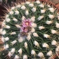 ราคา แคคตัส คลื่นสมอง Echinofossulo cactus (7040638299)