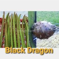 ราคา แก้วมังกร กิ่งพันธุ์แก้วมังกร Black Dragon พันธุ์หายาก (11220438809)