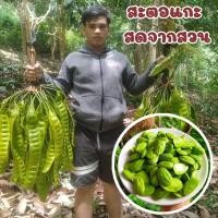 ราคา สะตอแกะ แกะสดวันต่อวัน แกะตามออเดอร์250-1000กรัม (19920801544)