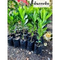ราคา ต้นกระทิง กระทิง สารภีทะเล (29272285633)