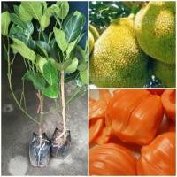 ราคา ต้นขนุนแดงสุริยากิ่งทาบขนาด60-80เซนติเมตร (11541293002)