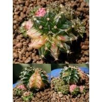 ราคา A​50.500 -​ ยิมโนด่าง ไม้เมล็ด Gymnocalycium Cactus แคคตัส กระบองเพชร ไม้อวบน้ำ ราคาถูก​ ยิมโน Gymno ด่าง ไม้ด่าง ต้นไม้ (13837004483)