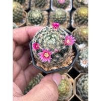 ราคา แมมขนนกเหลือง (Mammillaria schiedeana) แมมขนนก แมมขนนกไม้เมล็ด ลุ้นสีดอก แคคตัสราคาถูก (10320889122)