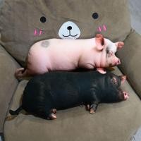 ราคา น่ารักน่ารักสุดน่ารักหมูแมวสุนัขรูปร่างสร้างสรรค์ตกแต่งบ้านหมอนตุ๊กตาจี้ตุ๊กตา (56113990520)