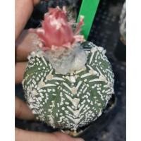ราคา แอสโตร​ไฟตั้ม​ 20/3/69​ #แคสตัส castus​ astrophytum แอสโตร แอสโตร​ไ​ฟตั้​ม แอสโตรไฟตัม กระบองเพชร​ (28667631881)
