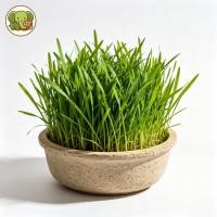 ราคา หญ้าเเมว สำหรับสัตว์เลี้ยง หญ้าแมว มือใหม่ก็ปลูกได้ เมล็ดพันธุ์คุณภาพ 50 เมล็ด (51862564372)