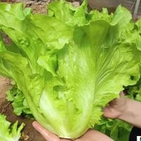 ราคา 800 เมล็ด ผักสลัด เมล็ดผัก เมล็ดผักสลัด เมล็ดพันธุ์ เมล็ดพันธุ์ผักสลัด Lettuce Seeds อัตราการงอกสูง ปลูกง่าย (57500391050)