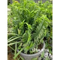 ราคา ต้นว่านตีนตะขาบ #บ้านสวนพันธุ์ไม้ (4853924286)