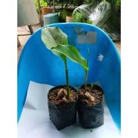 ราคา ต้นพันธุ์ ว่านม้าเหลือง ถุงดำพร้อมปลูก 39บาท ว่านม้าเหลือง หรือ ว่านม้าทอง (43282944431)
