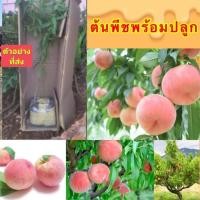 ราคา (2ต้น) ต้น ต้นลูกพีช ต้นลูกท้อ ลูกพีช ลูกท้อ peach peaches / อภิชาติ (19875520534)