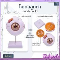 ราคา ⭐️ถูกมาก⭐️ โมเดลลูกตาจำลอง ดวงตาจำลอง หุ่นจำลอง การศึกษา วิทยาศาสตร์ การแพทย์ (47864204262)