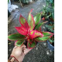 ราคา ต้นแสงเงินแสงทอง​/ไม้มงคล/Aglaonema (3894607421)