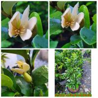 ราคา (ขาย ต้นพันธุ์) ดอก ต้น จำปีแขกนวล จำปี จำปีแขก White Chempaka Hemp flowers ไม้ไทยดอกหอม (9643758242)